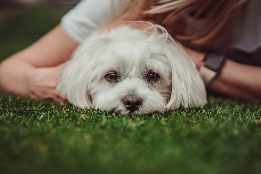 just-for-pets