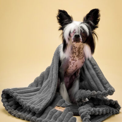 kocyk-just for pets
