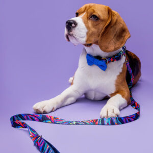 smycz dla psa - just for pets