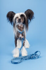 smycz just for pets