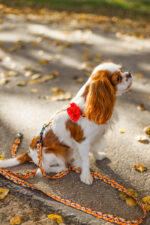 szelki just for pets