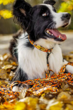 smycz przepinana just for pets