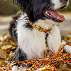 smycz przepinana just for pets