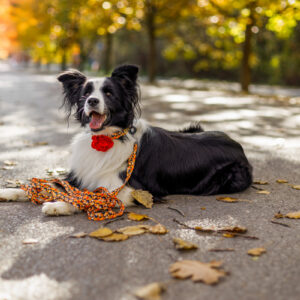 smycz przepinana just for pets