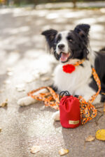 obroża just for pets