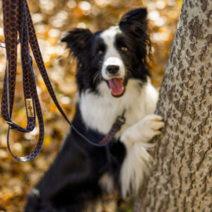 smycz przepinana just for pets