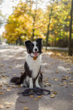 smycz przepinana just for pets