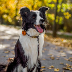 smycz miejska Just For pets