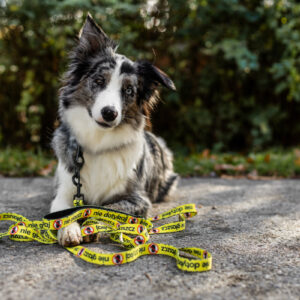 smycz przepinana just for pets