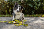SMYCZ MIEJSKA JUST FOR PETS