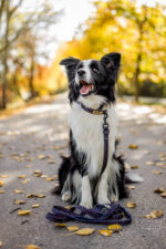 obroża just for pets