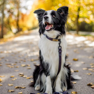 obroża just for pets