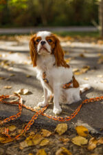 SMYCZ MIEJSKA JUST FOR PETS