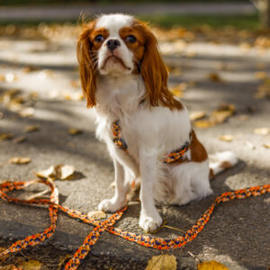 SMYCZ MIEJSKA JUST FOR PETS