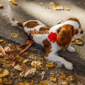 szelki just for pets