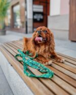 smycz just for pets