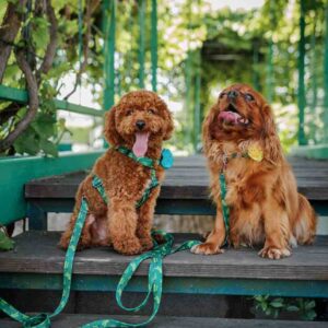 obroża just for pets